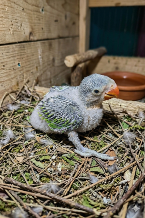 তোতা পাখি এক পিস + ২৫০ গ্রাম খাবার + ডেলিভারি চার্জ সহ